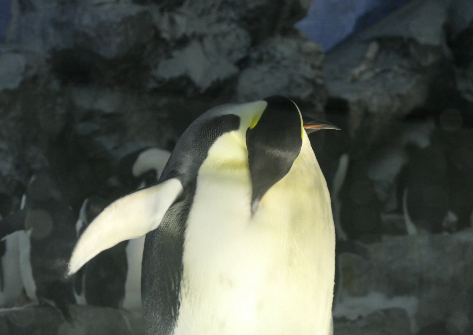 Emperor Penguin (Aptenodytes forsteri)