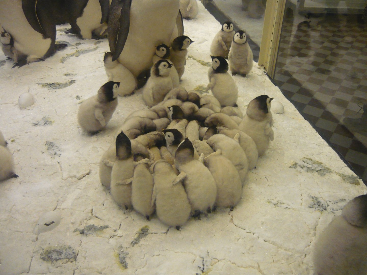 Emperor penguin chicks