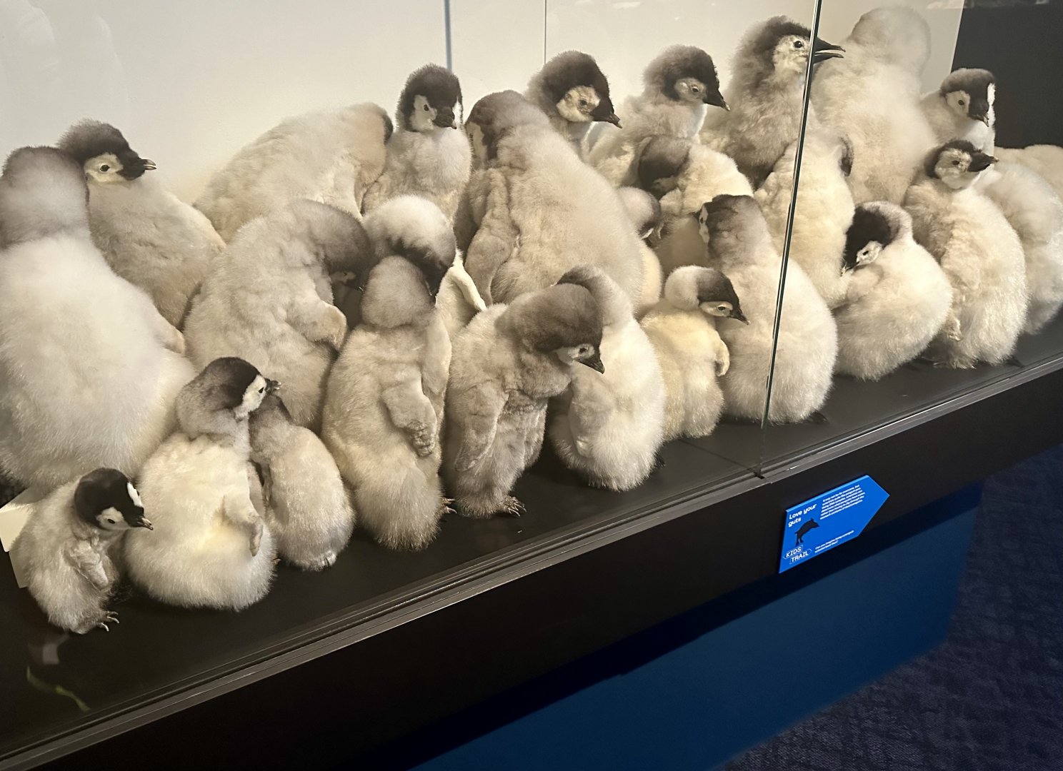 Emperor Penguin Chicks