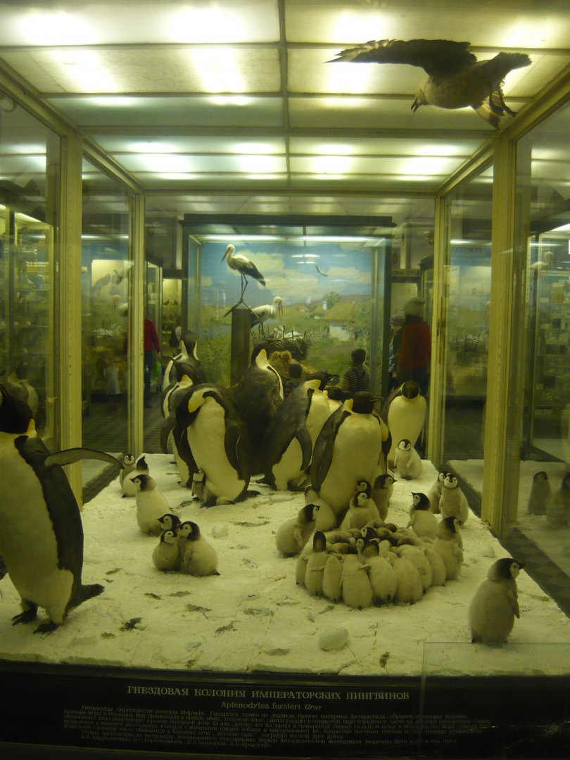 Emperor penguin colony