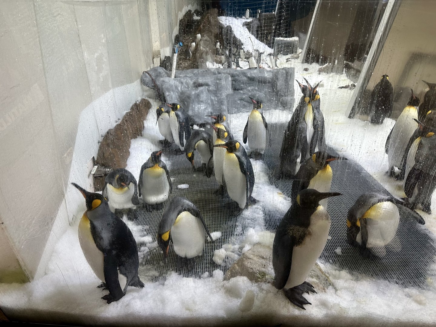 Emperor Penguin Colony