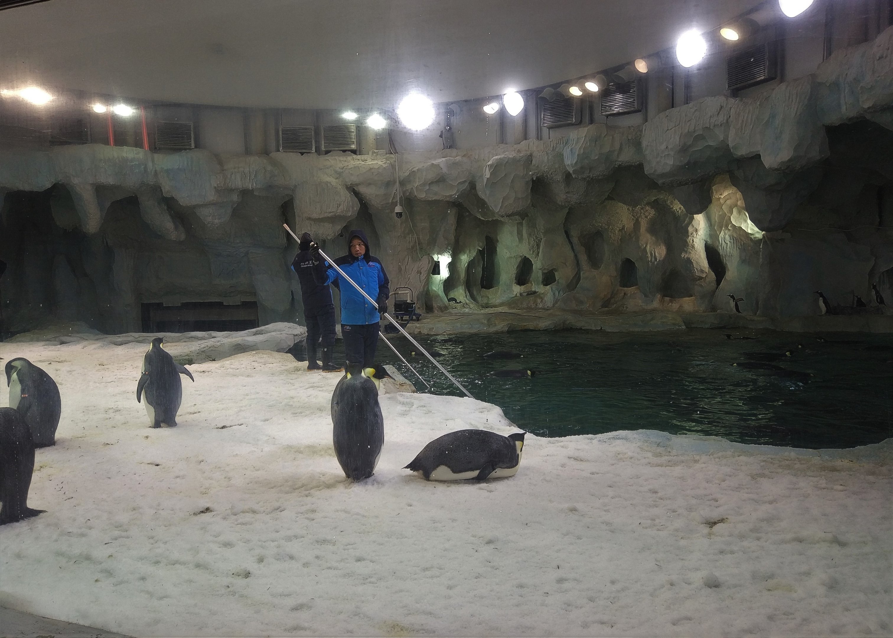 Emperor Penguin Exhibit
