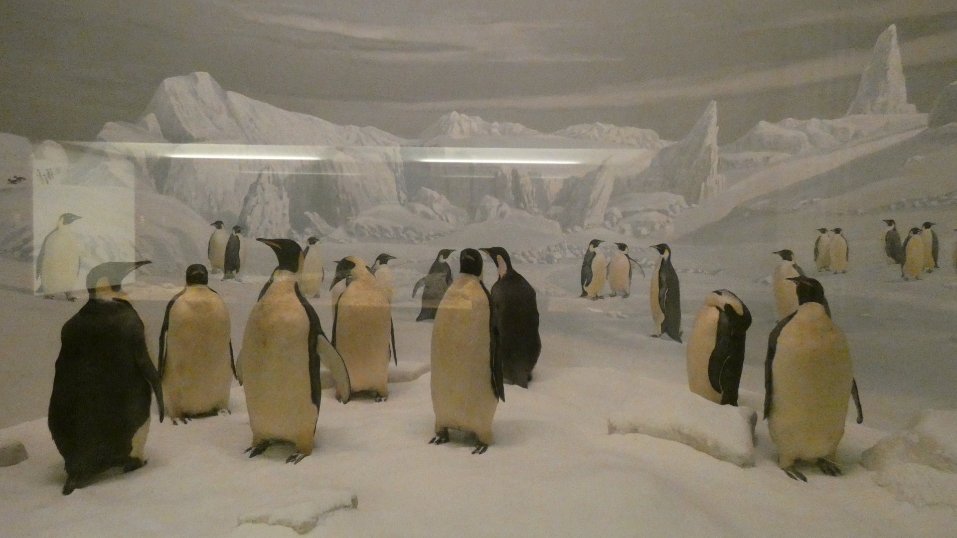 Emperor Penguin - Feb. 2022
