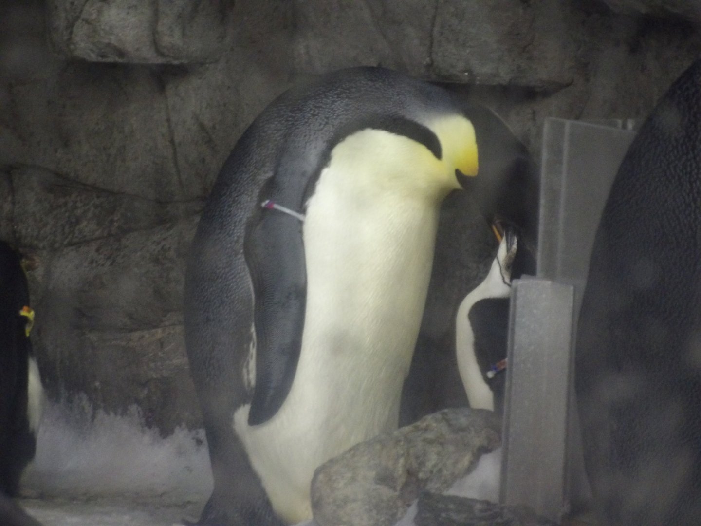 Emperor Penguin feeding a Chinstrap Penguin