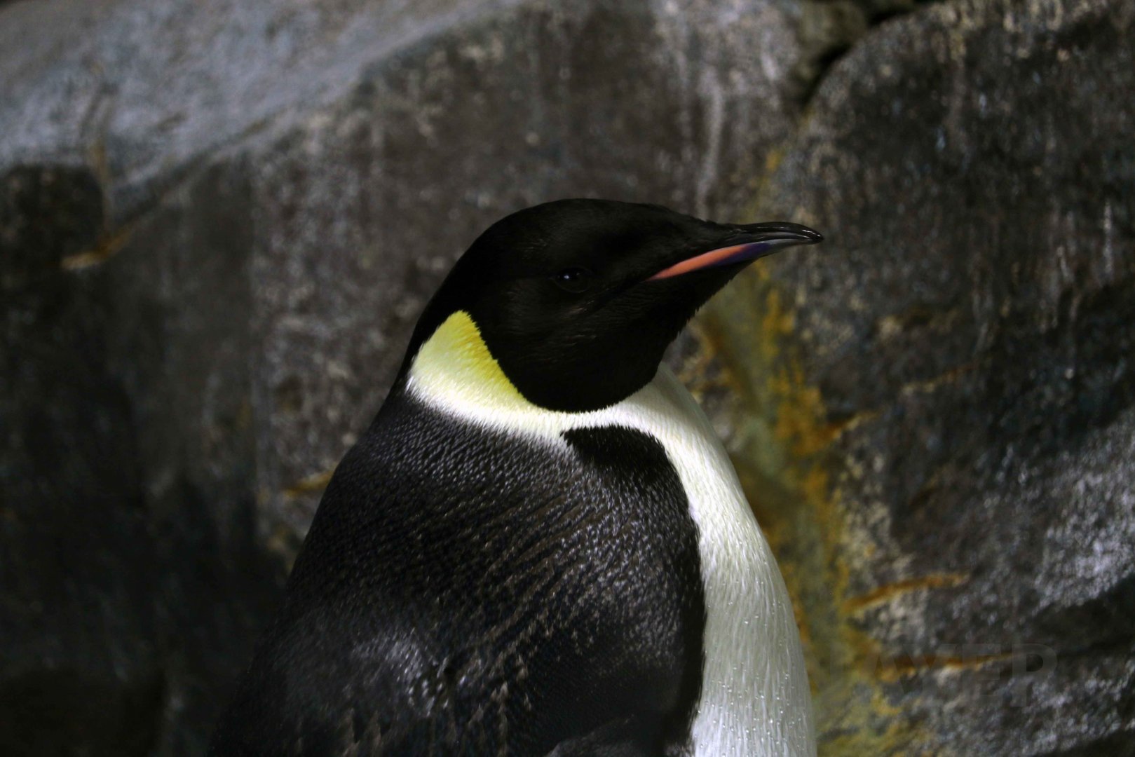 Emperor penguin, October 2017