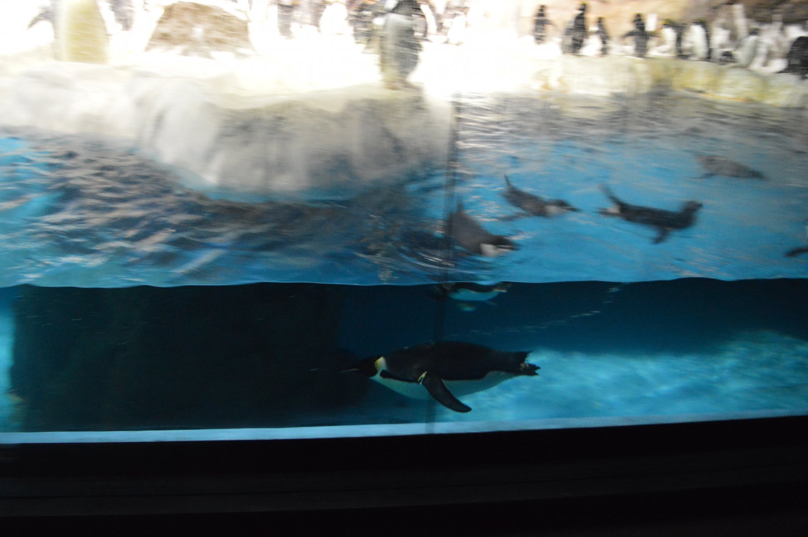 Emperor Penguin Swimming