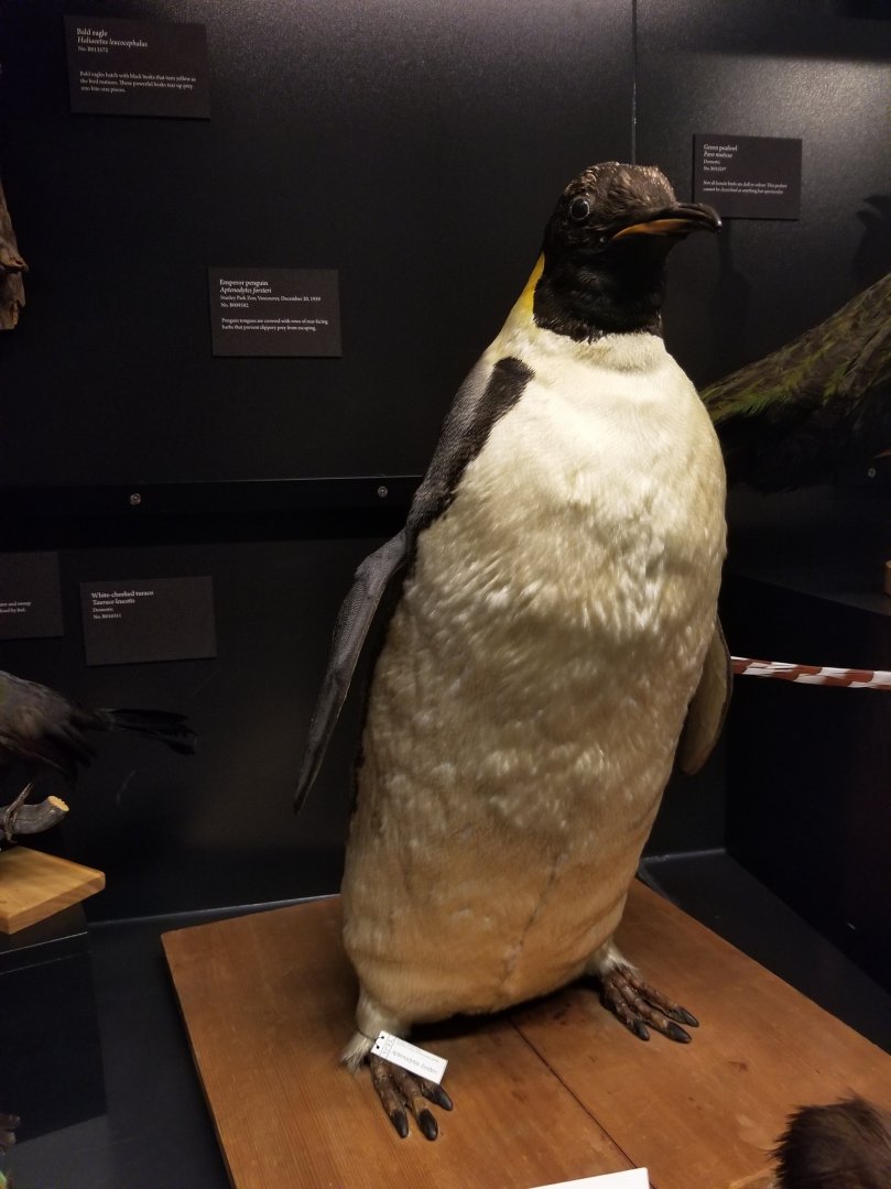 Emperor penguin taxidermy