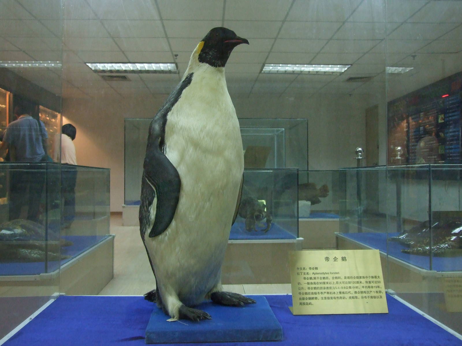 Emperor penguin