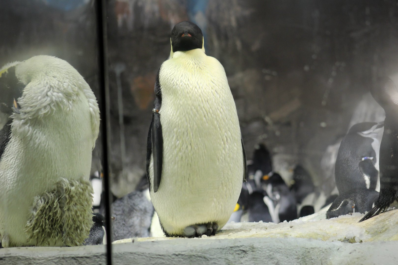 Emperor Penguin