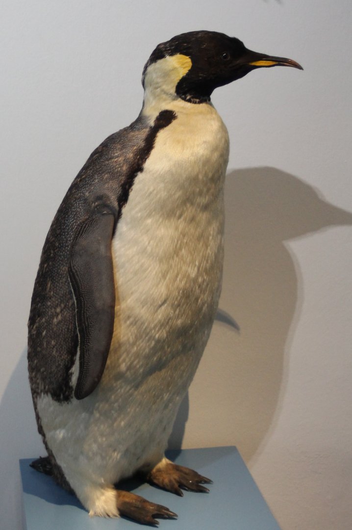 Emperor penguin