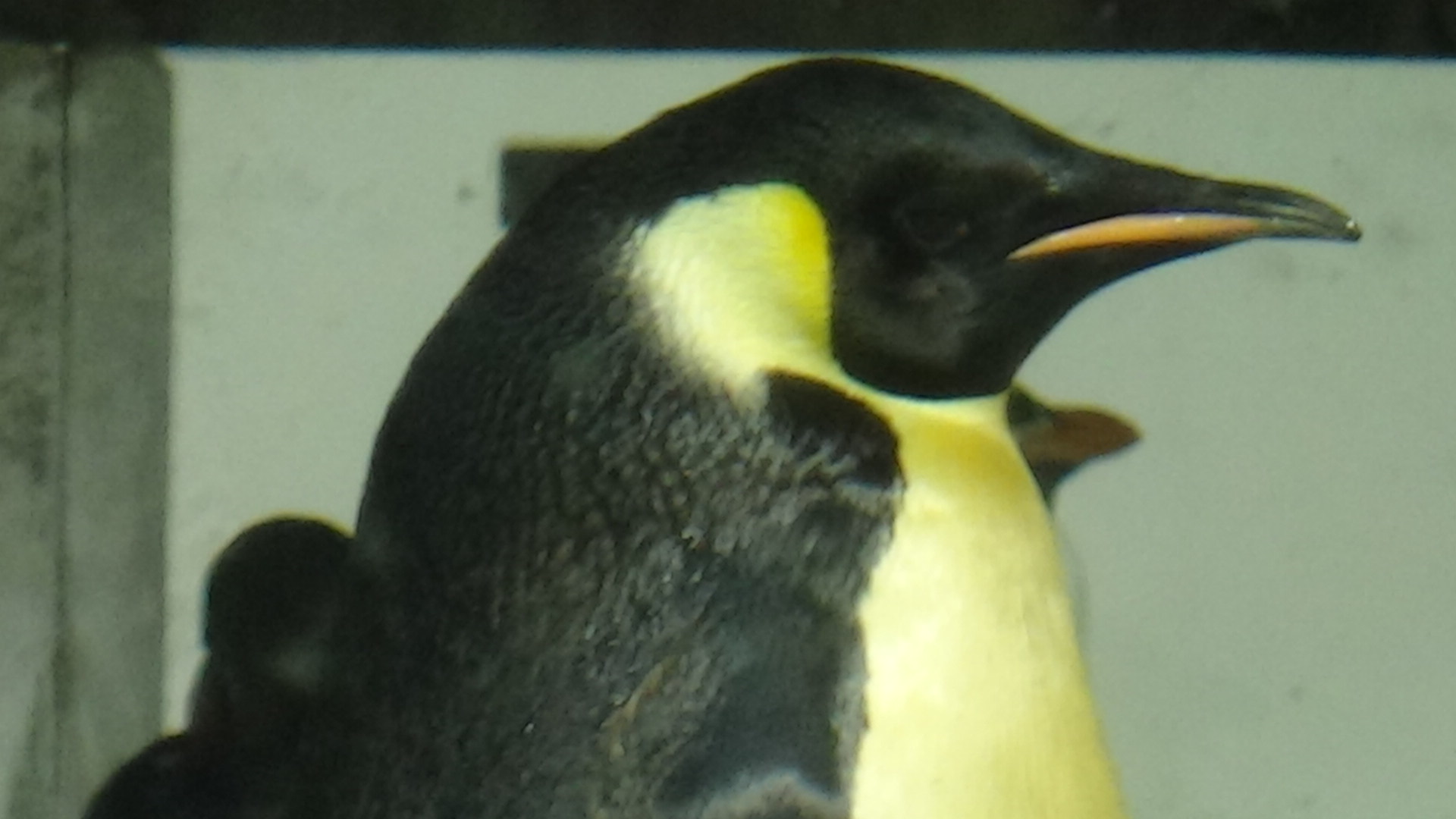 Emperor penguin