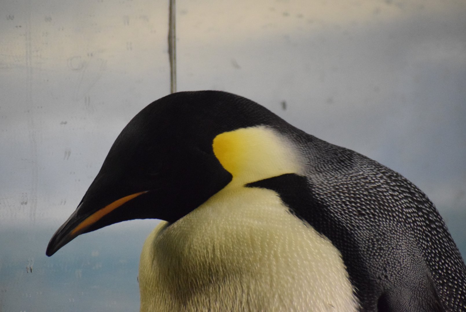 Emperor penguin