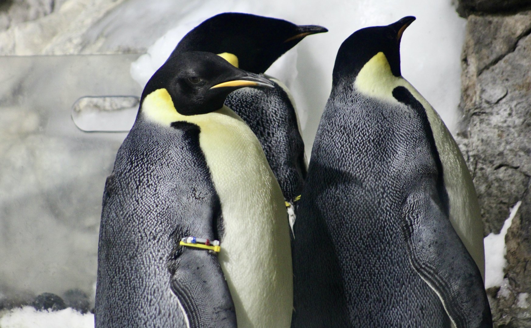 Emperor Penguins (Aptenodytes forsteri)