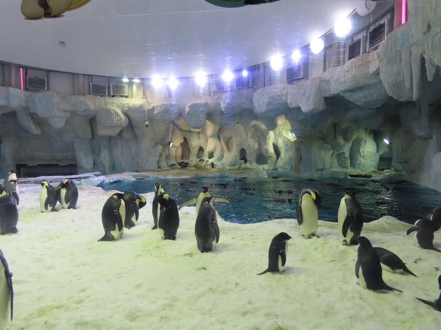 Emperor penguins colony