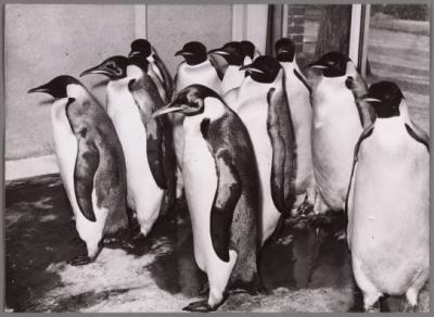 Emperor penguins