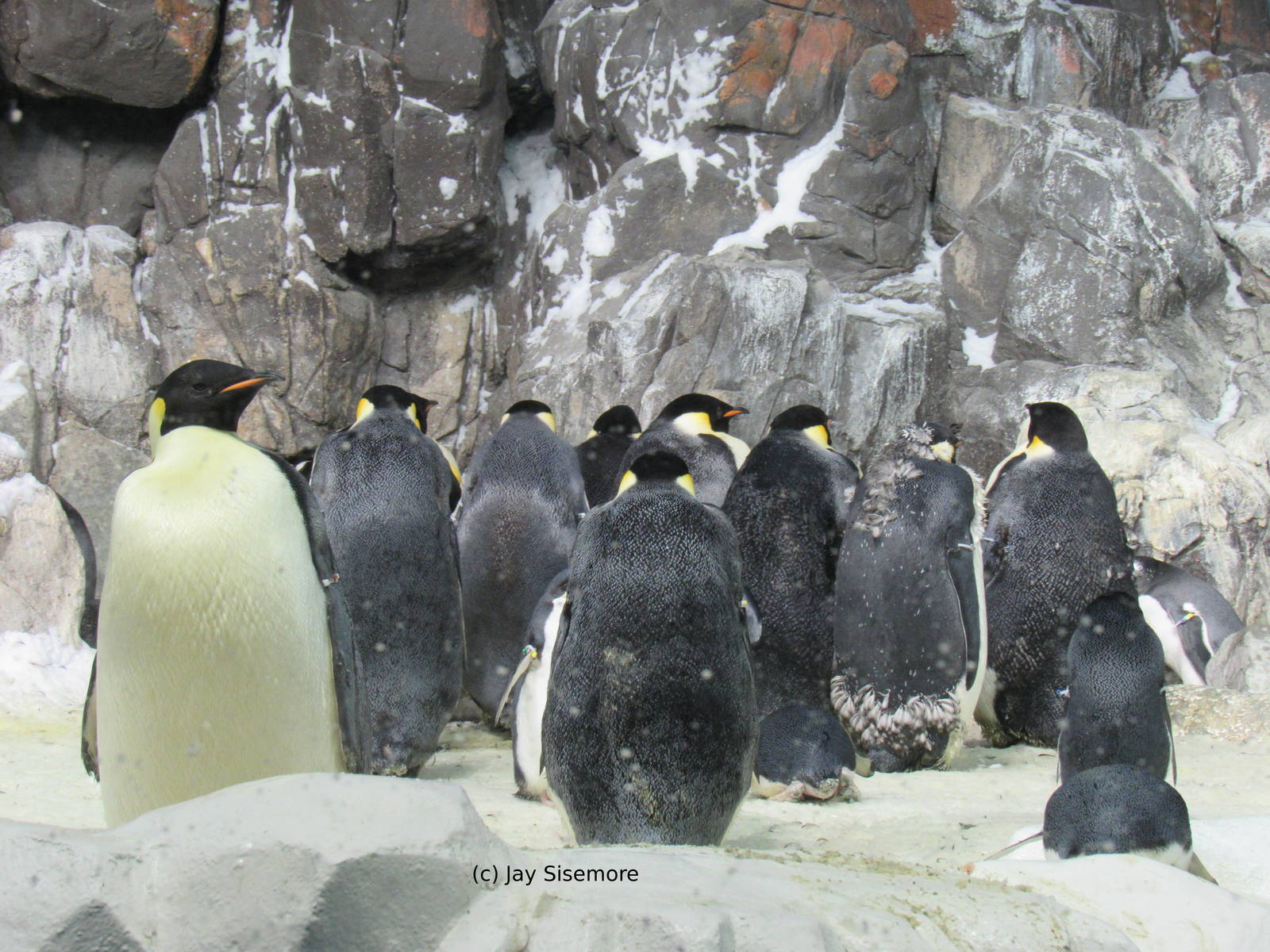 Emperor Penguins