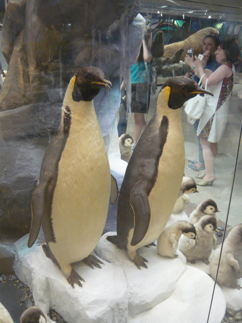 Emperor penguins