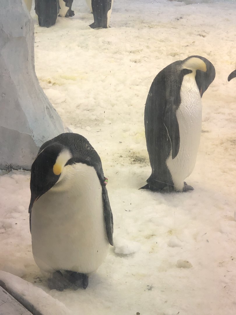 Emperor Penguins