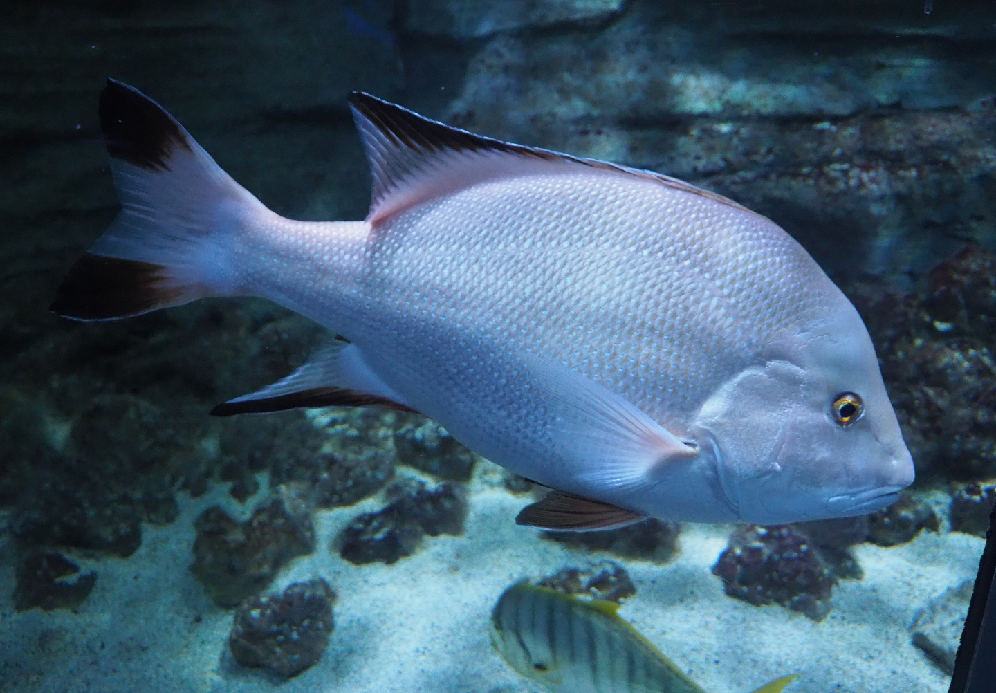 Emperor red snapper (Lutjanus sebae), 2020-09-03