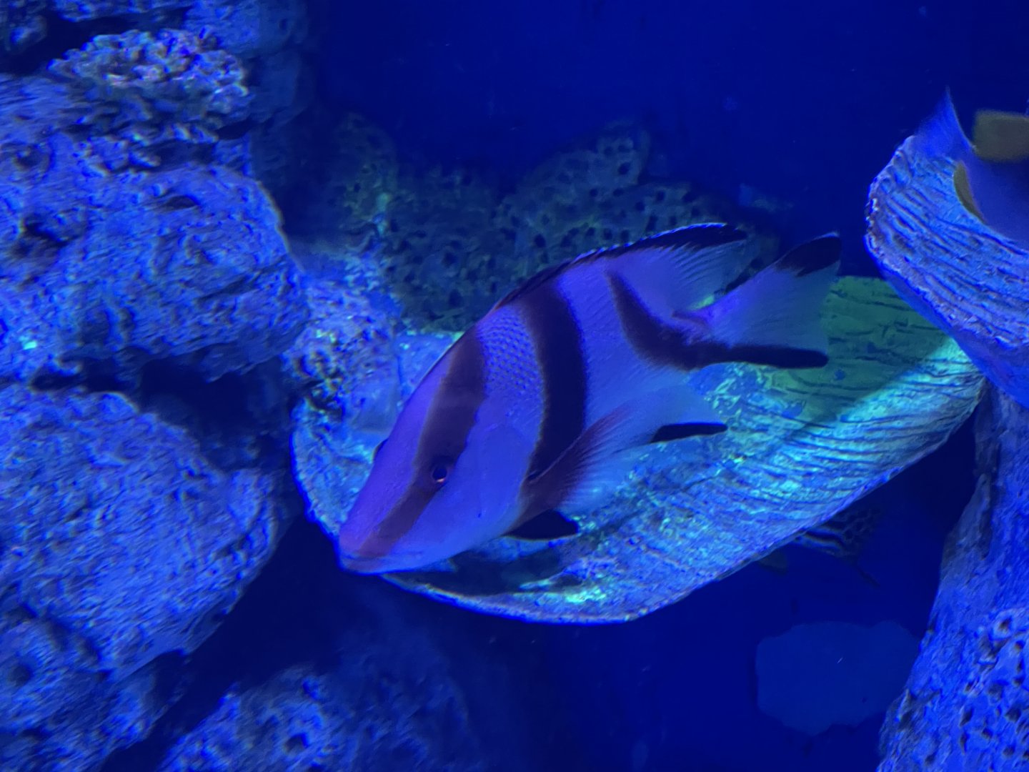 emperor red snapper (lutjanus sebae) - BX Sea