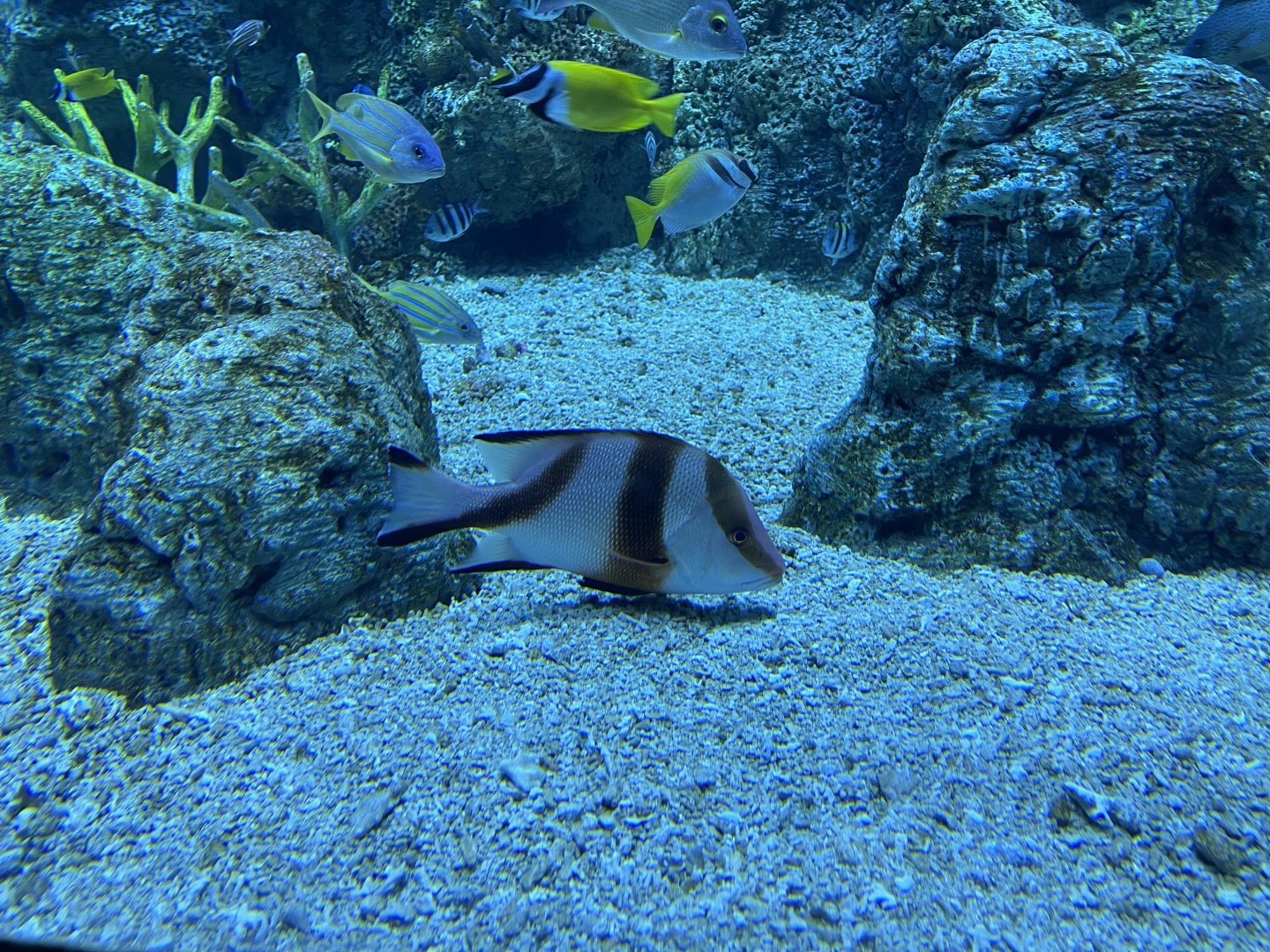 emperor red snapper (lutjanus sebae) (raja ampat exhibit) - BX Sea
