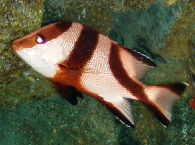 Emperor Red Snapper (Lutjanus sebae)
