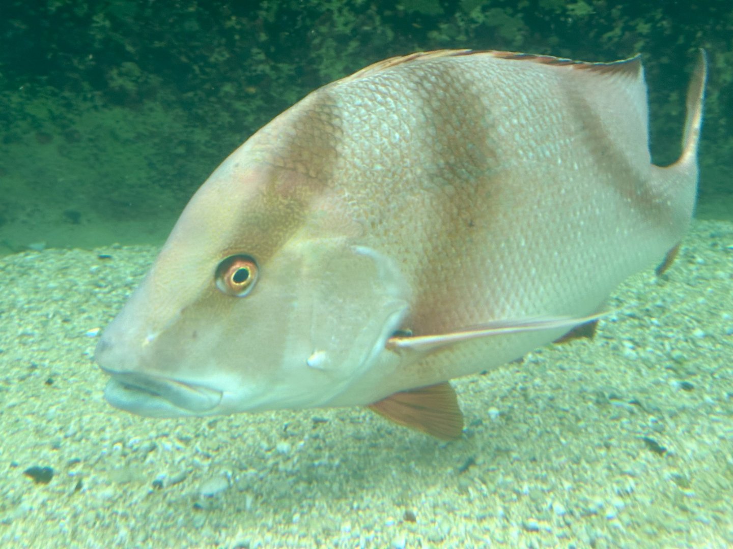 Emperor red snapper (Lutjanus sebae)