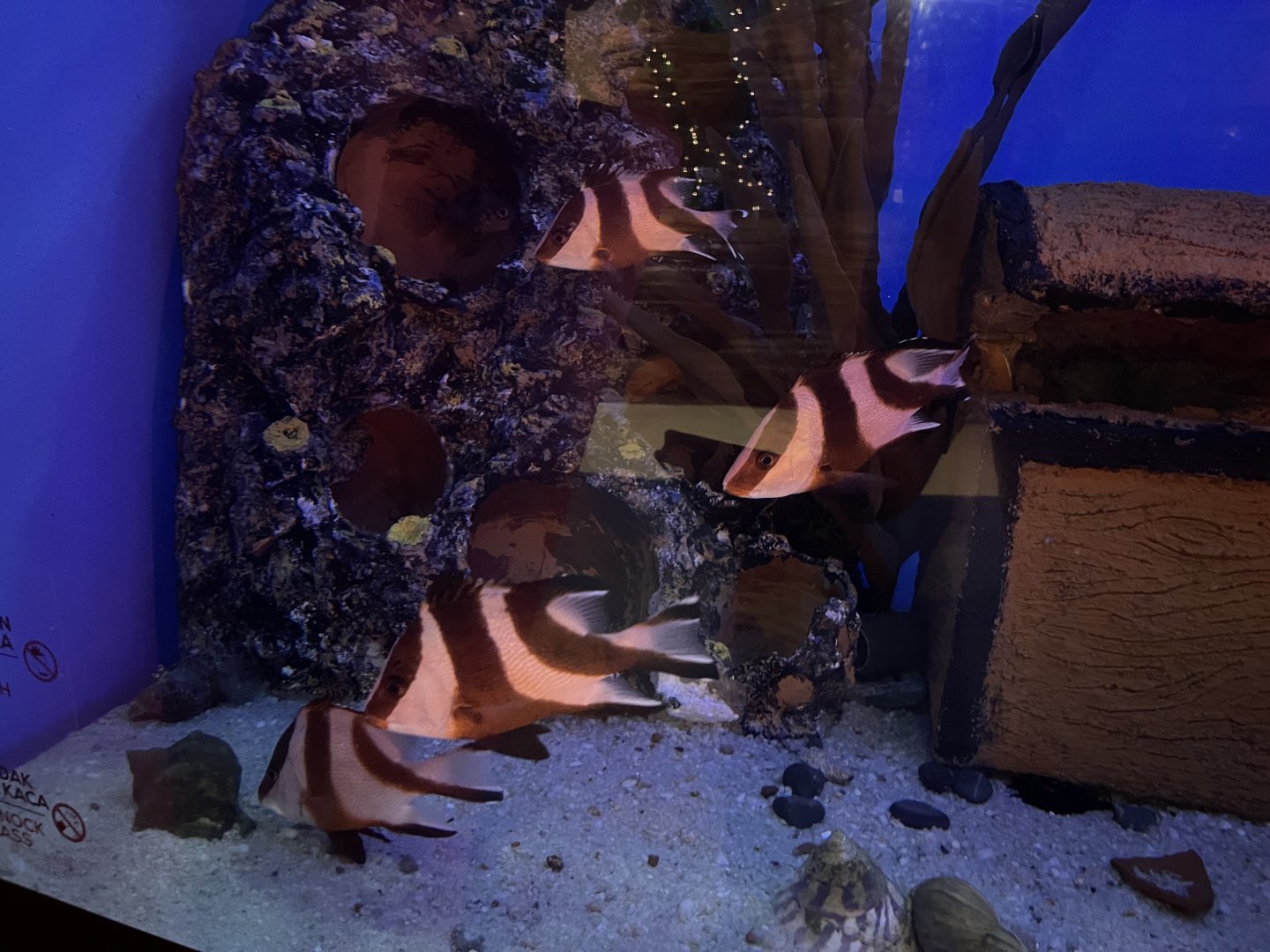 emperor red snappers (lutjanus sebae)