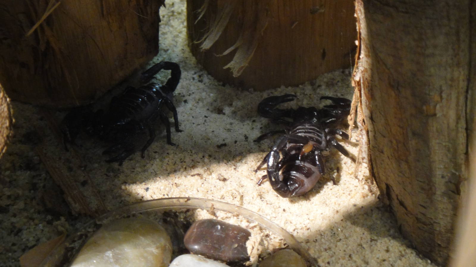 Emperor scorpion at Museum of life and science 2015-1-31