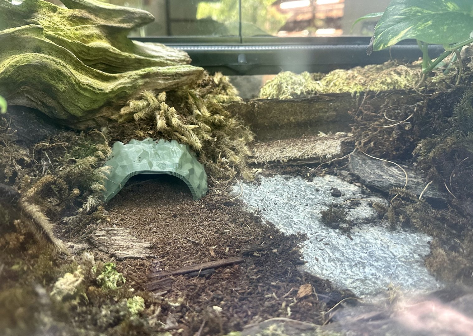 Emperor Scorpion Exhibit 1