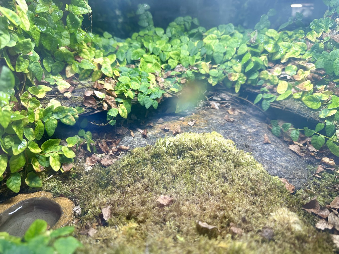 Emperor Scorpion Exhibit 2