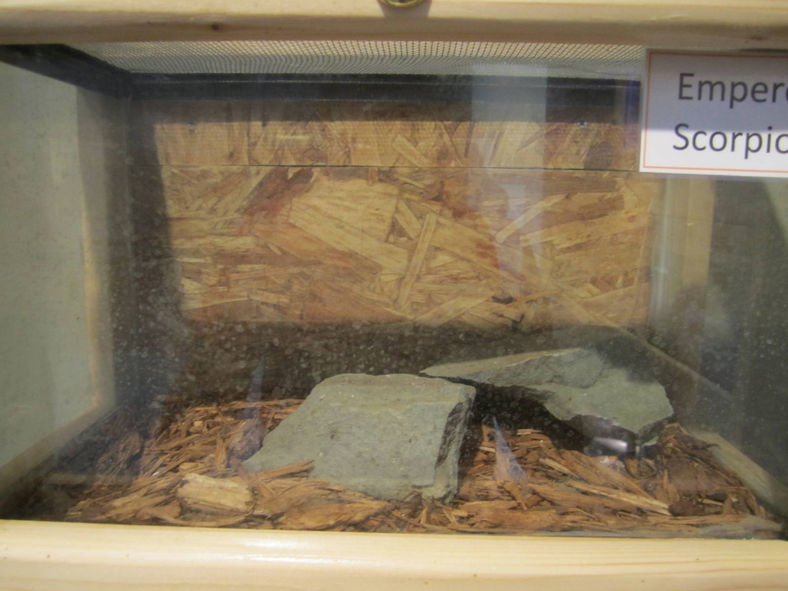 Emperor Scorpion Exhibit