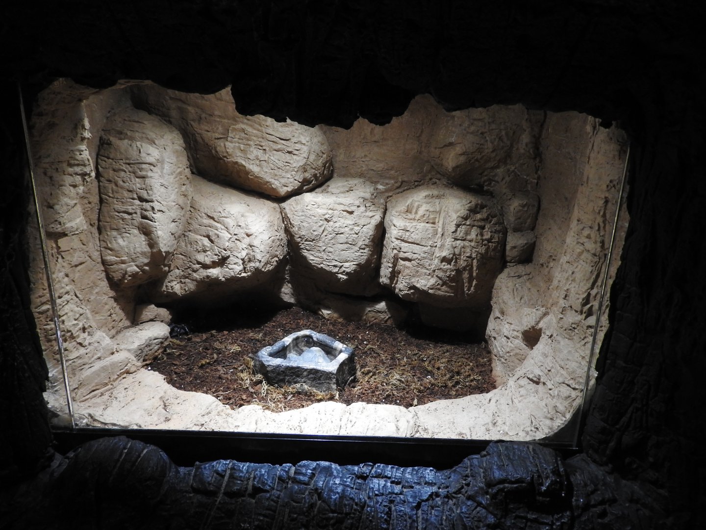 Emperor Scorpion exhibit