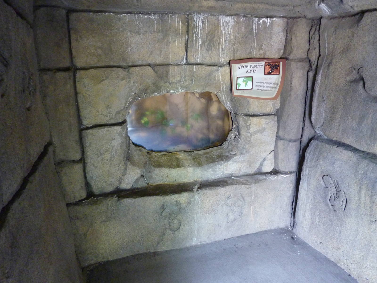 Emperor Scorpion Exhibit