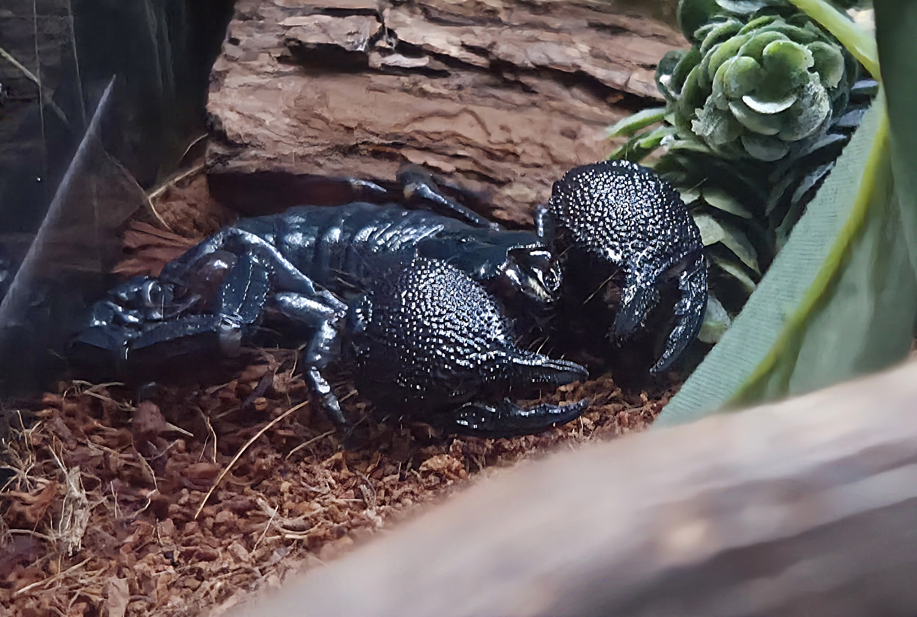 Emperor Scorpion-Greenville Zoo
