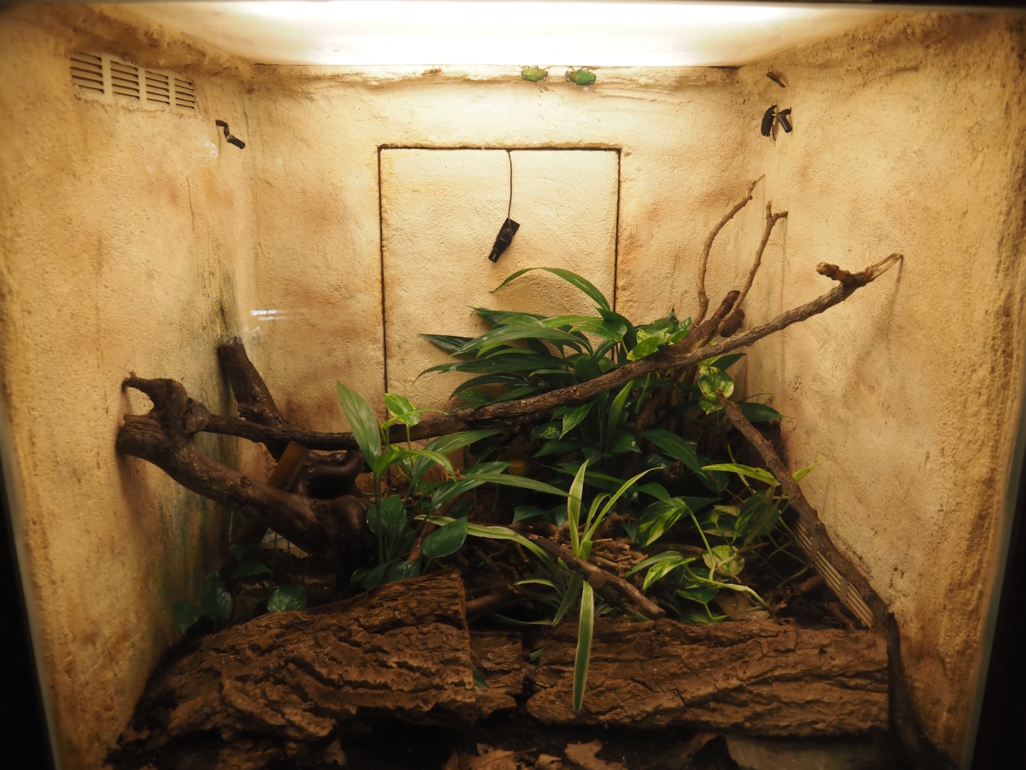 Emperor scorpion, mourning gecko and green flower beetle terrarium, 2025-01-04