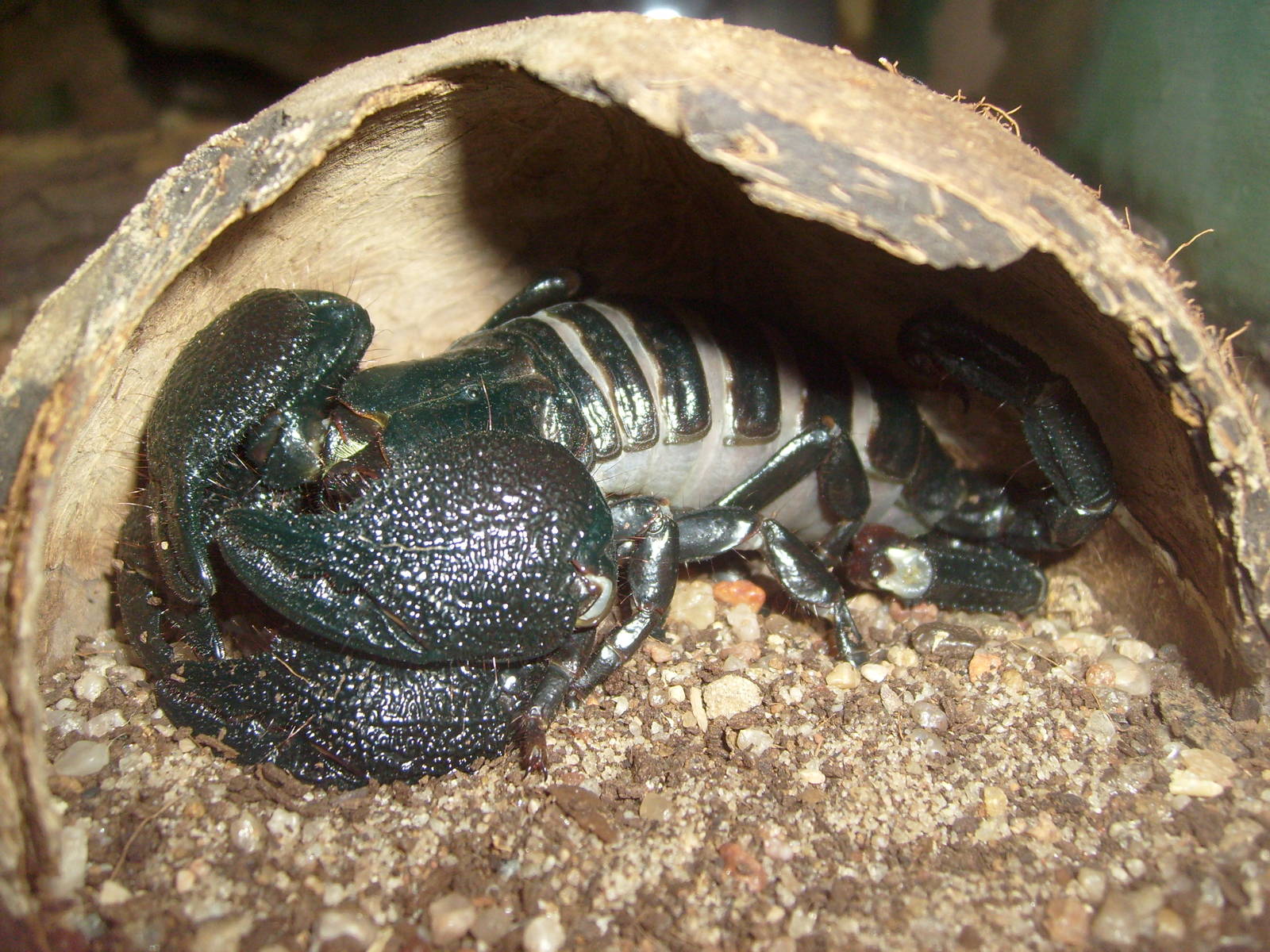 Emperor scorpion/Pandinus imperator
