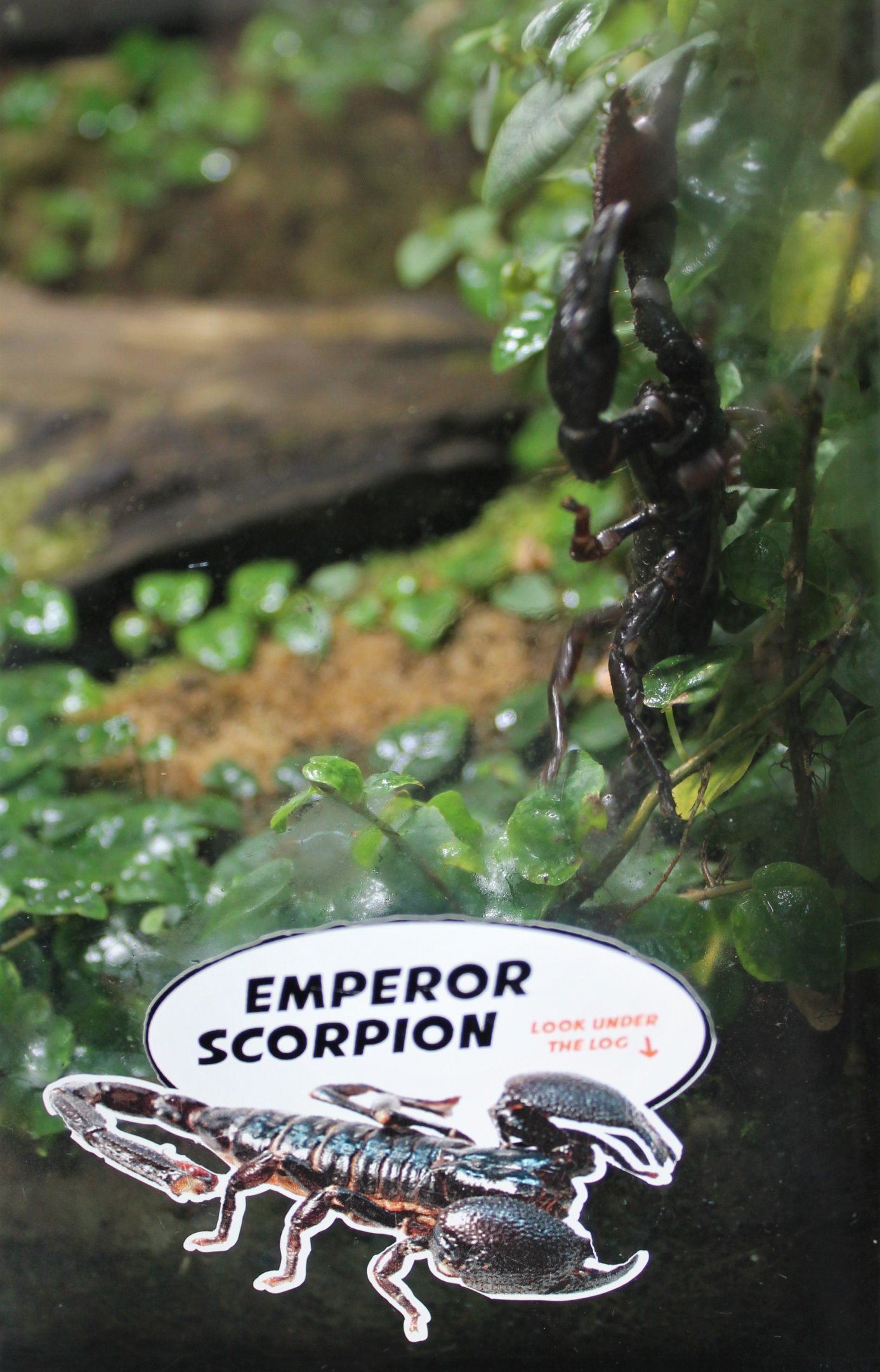 Emperor Scorpion (Pandinus imperator)