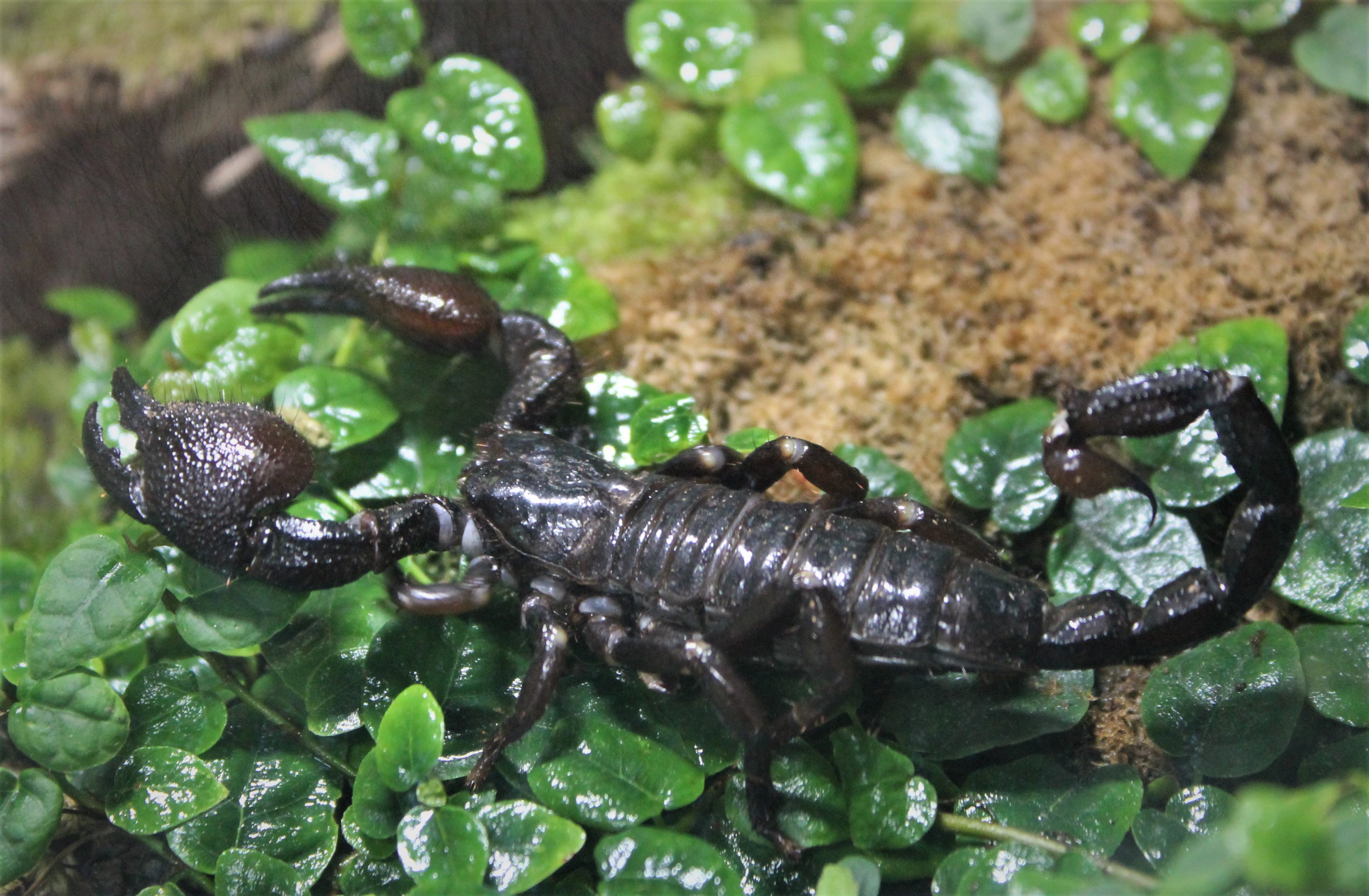 Emperor Scorpion (Pandinus imperator)
