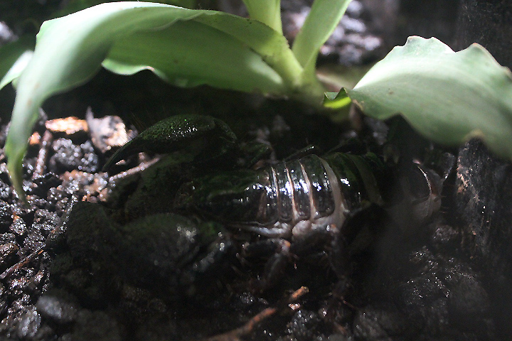 Emperor scorpion (Pandinus imperator)