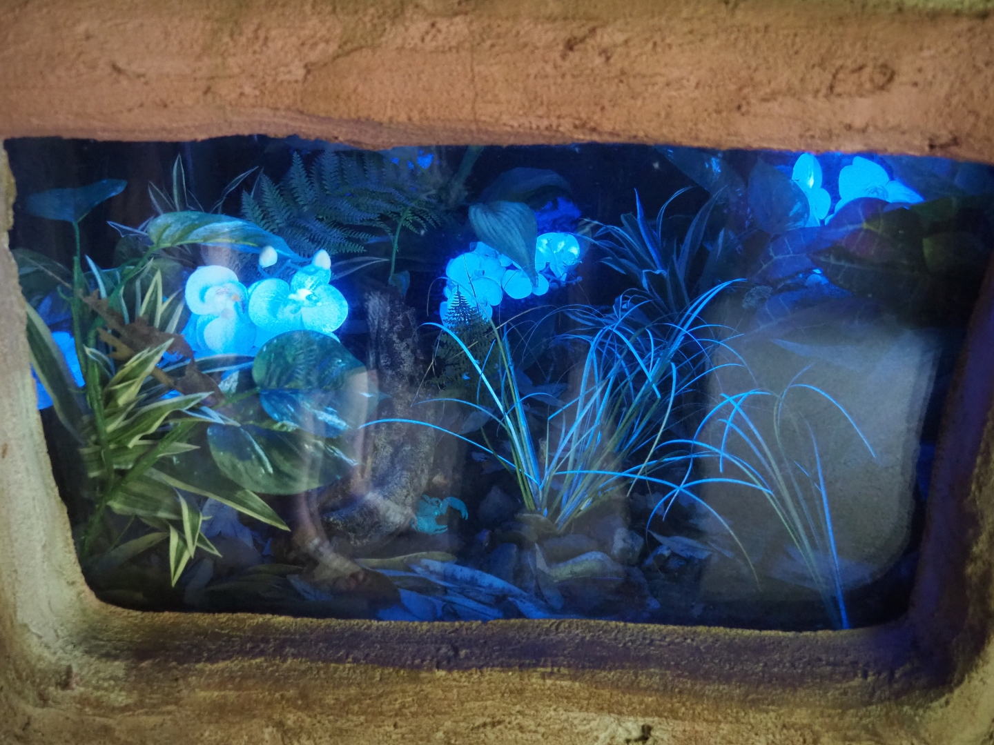 Emperor scorpion terrarium with blacklight