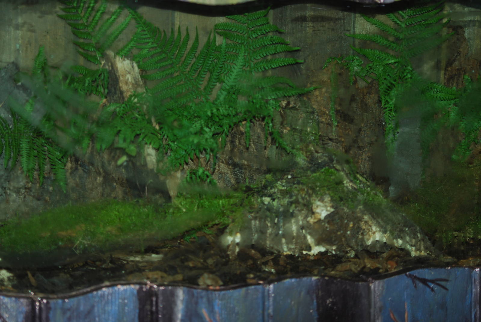 Emperor scorpion terrarium