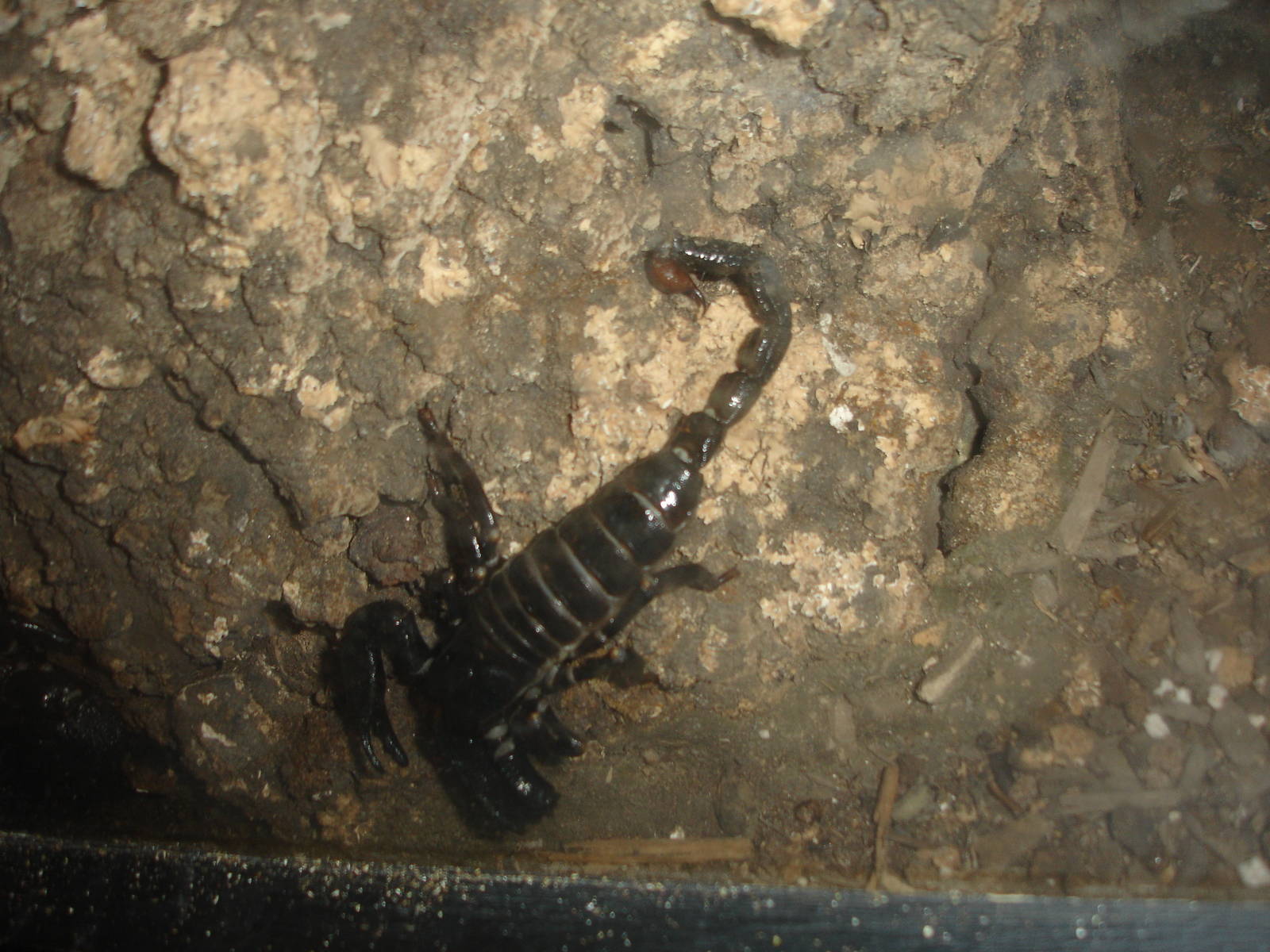 Emperor Scorpion
