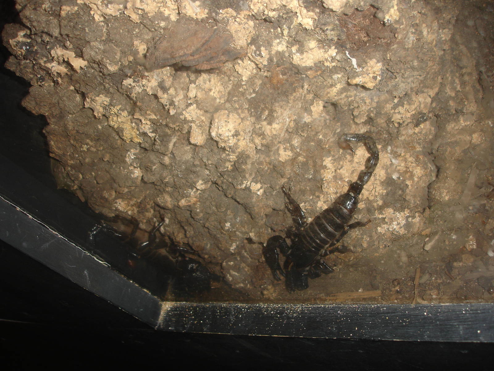 Emperor Scorpion