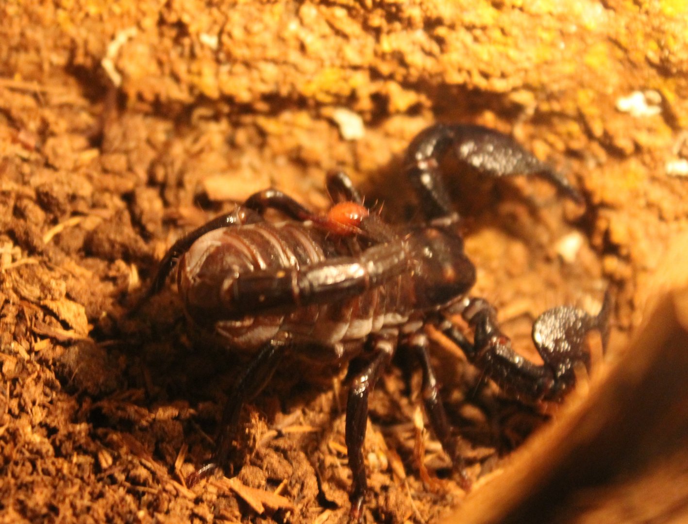 Emperor scorpion