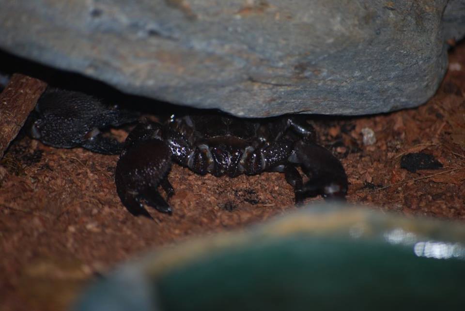 Emperor Scorpion