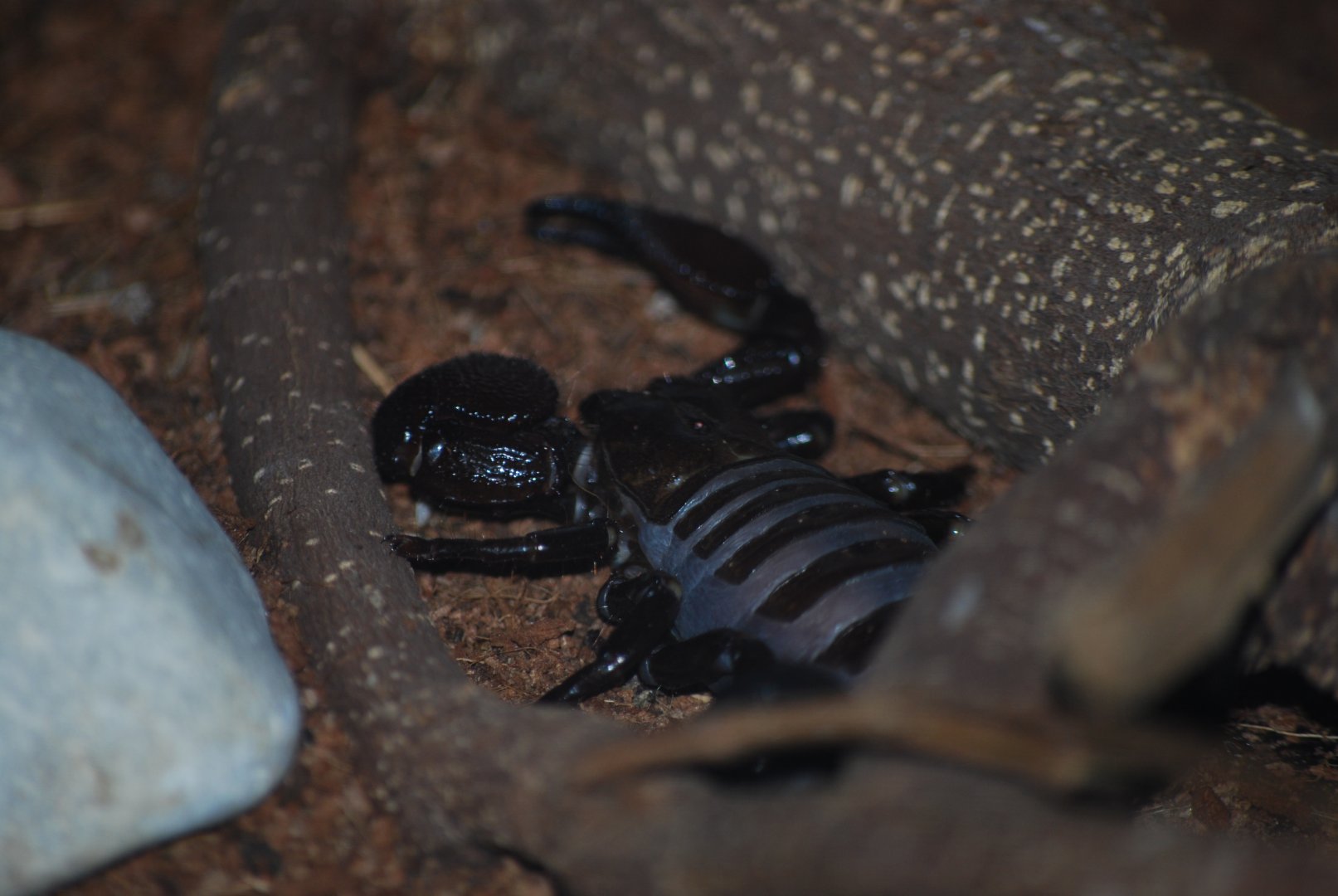 Emperor Scorpion