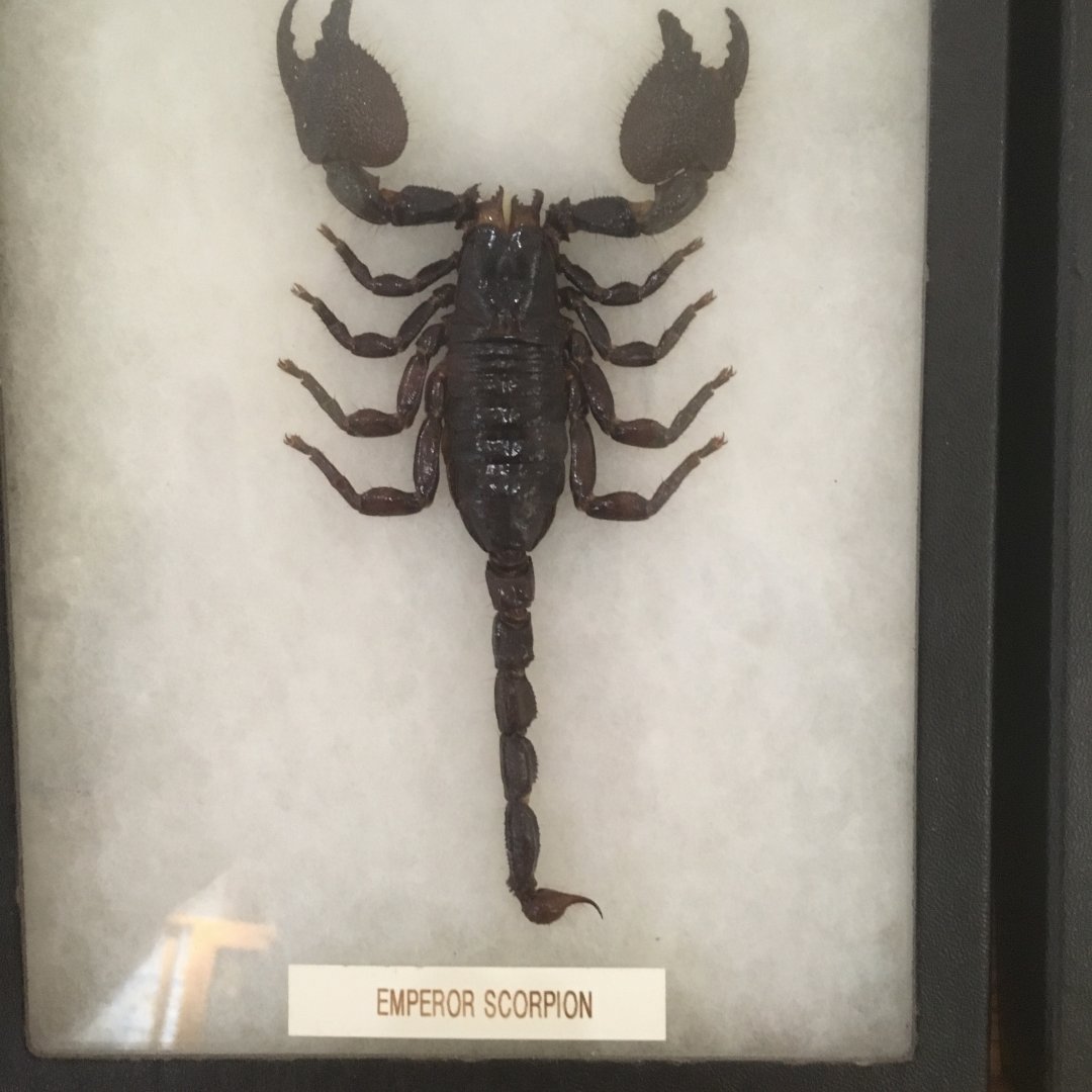 Emperor Scorpion