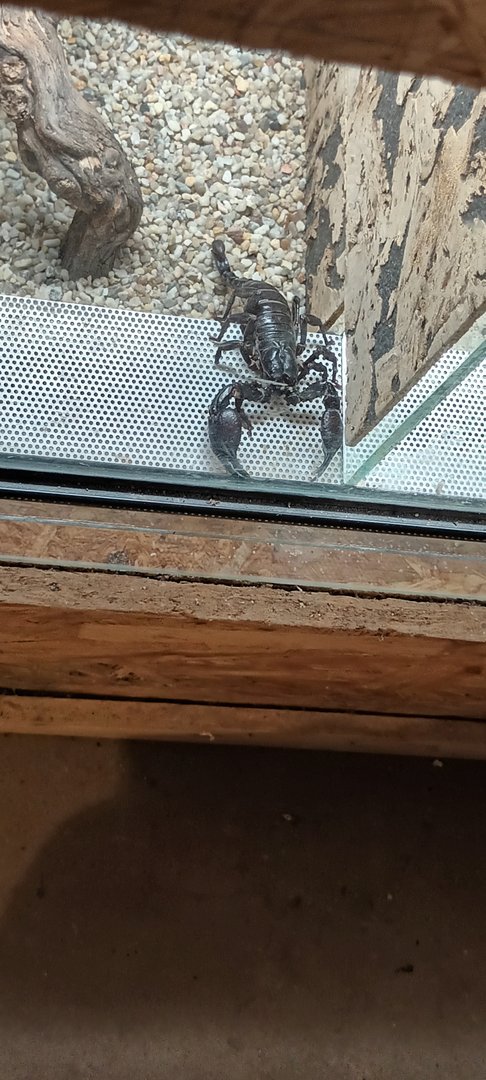 Emperor Scorpion