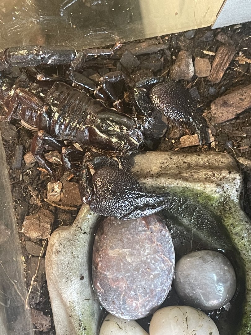 Emperor Scorpion